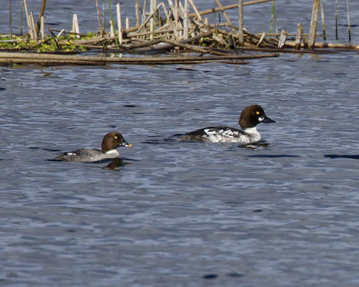 Common Goldeneye - ML549163171