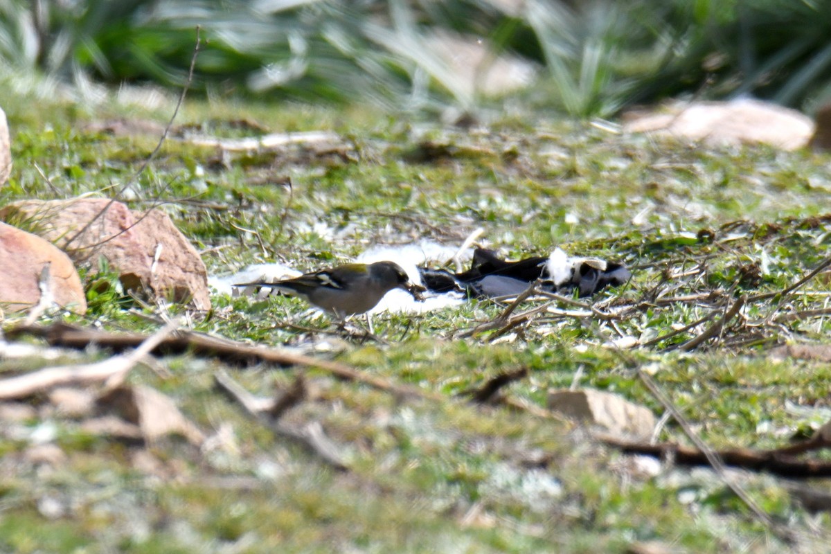 pěnkava africká (ssp. africana) - ML549163321