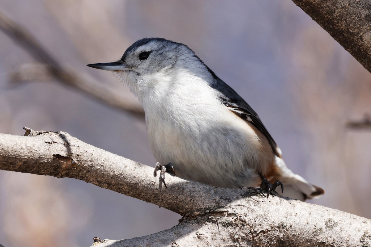 White-breasted Nuthatch - ML549163341