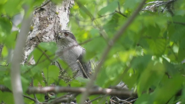 American Goshawk - ML549163651