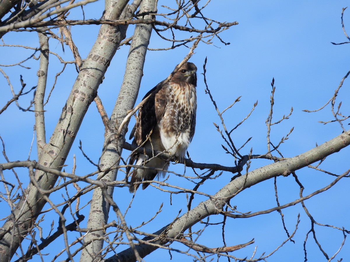 Red-tailed Hawk - ML549164591