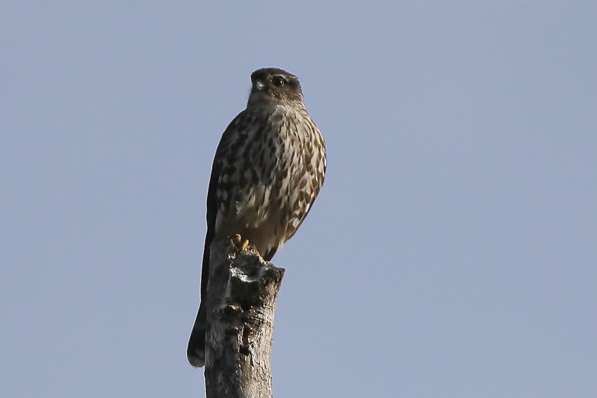 Merlin - ML549164601