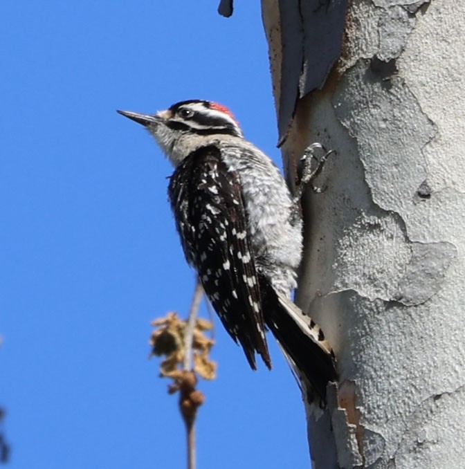 Nuttall's Woodpecker - ML549164781