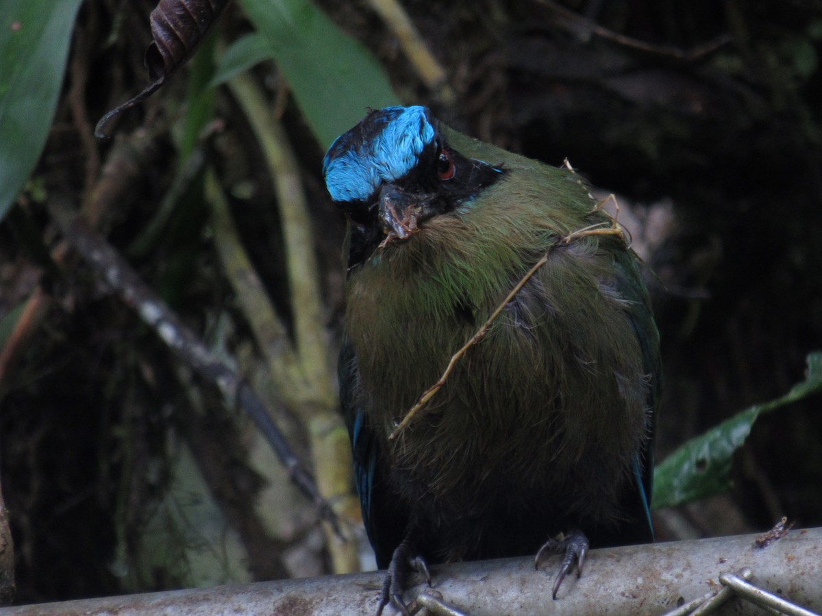 motmot sp. - ML549164861