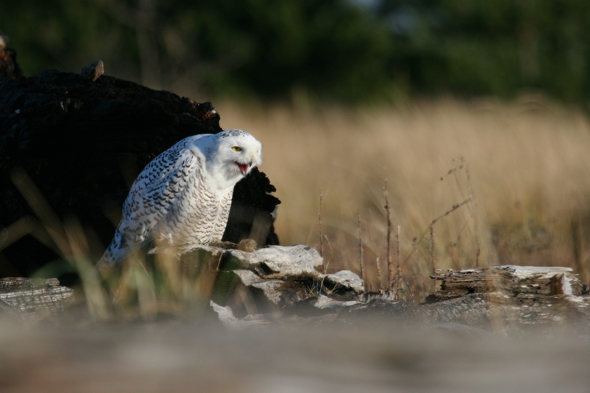 Snowy Owl - Scott Carpenter