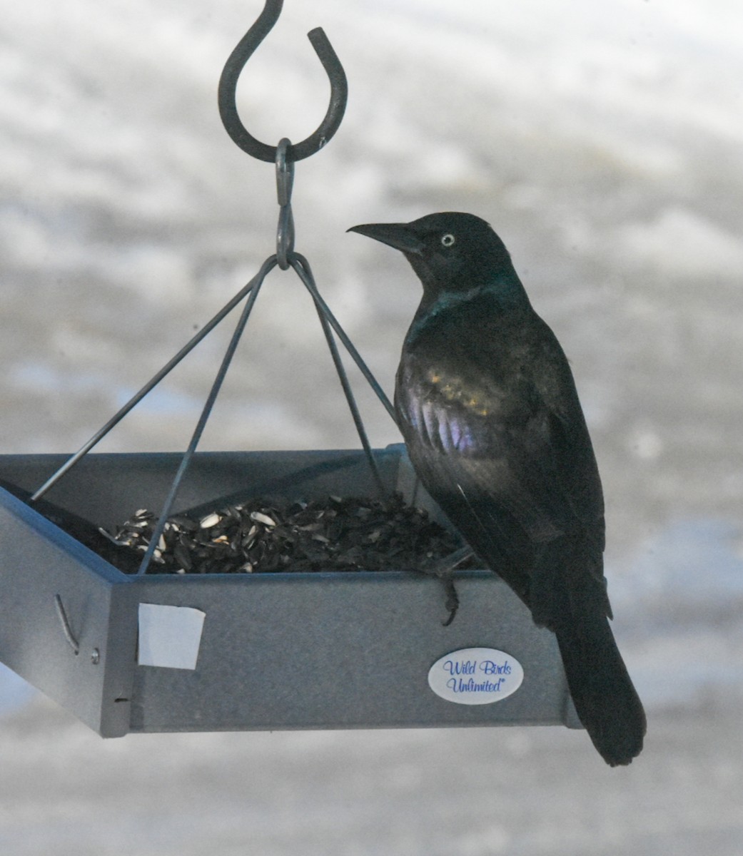 Common Grackle - Ben Evans