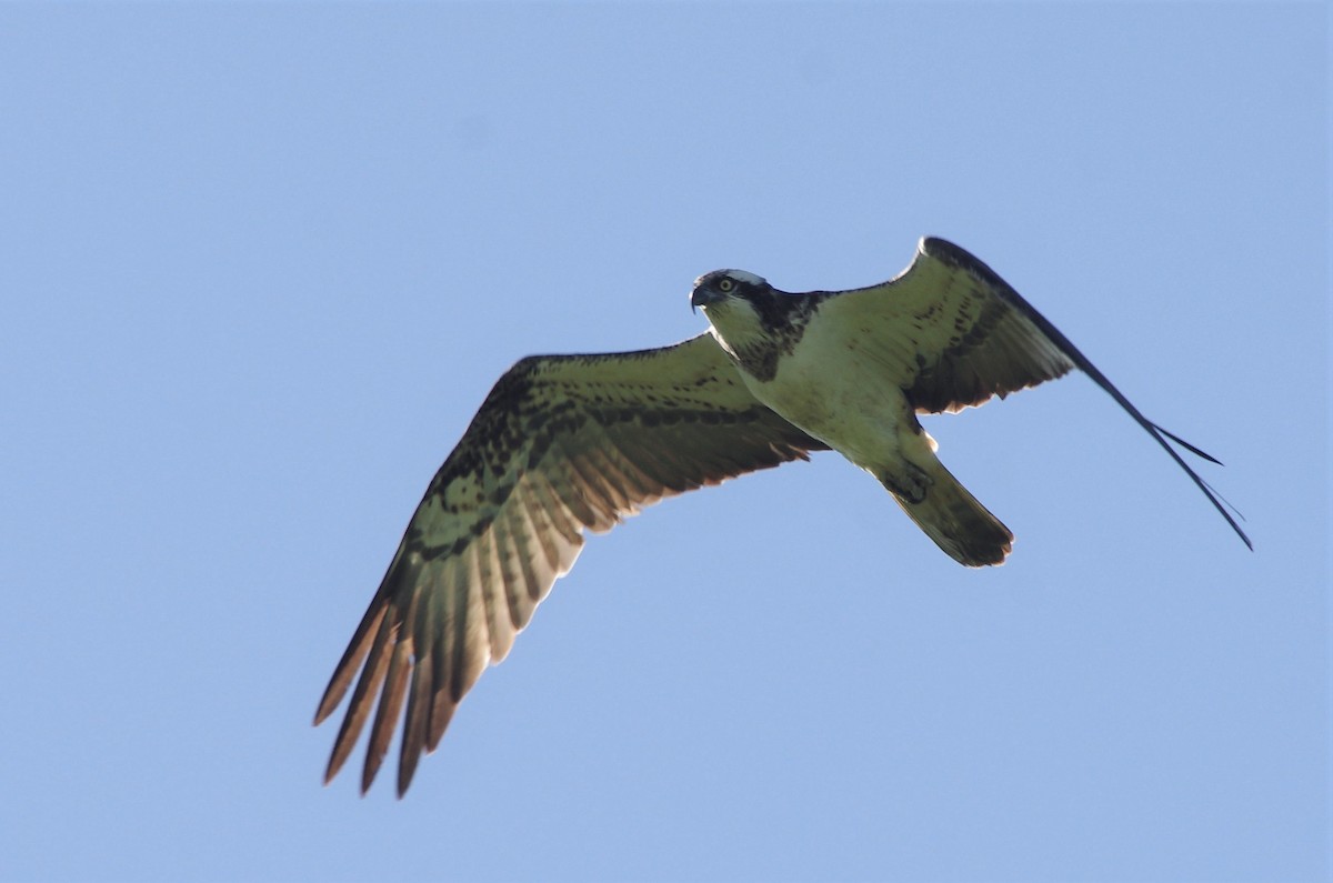 Águila Pescadora - ML549167051