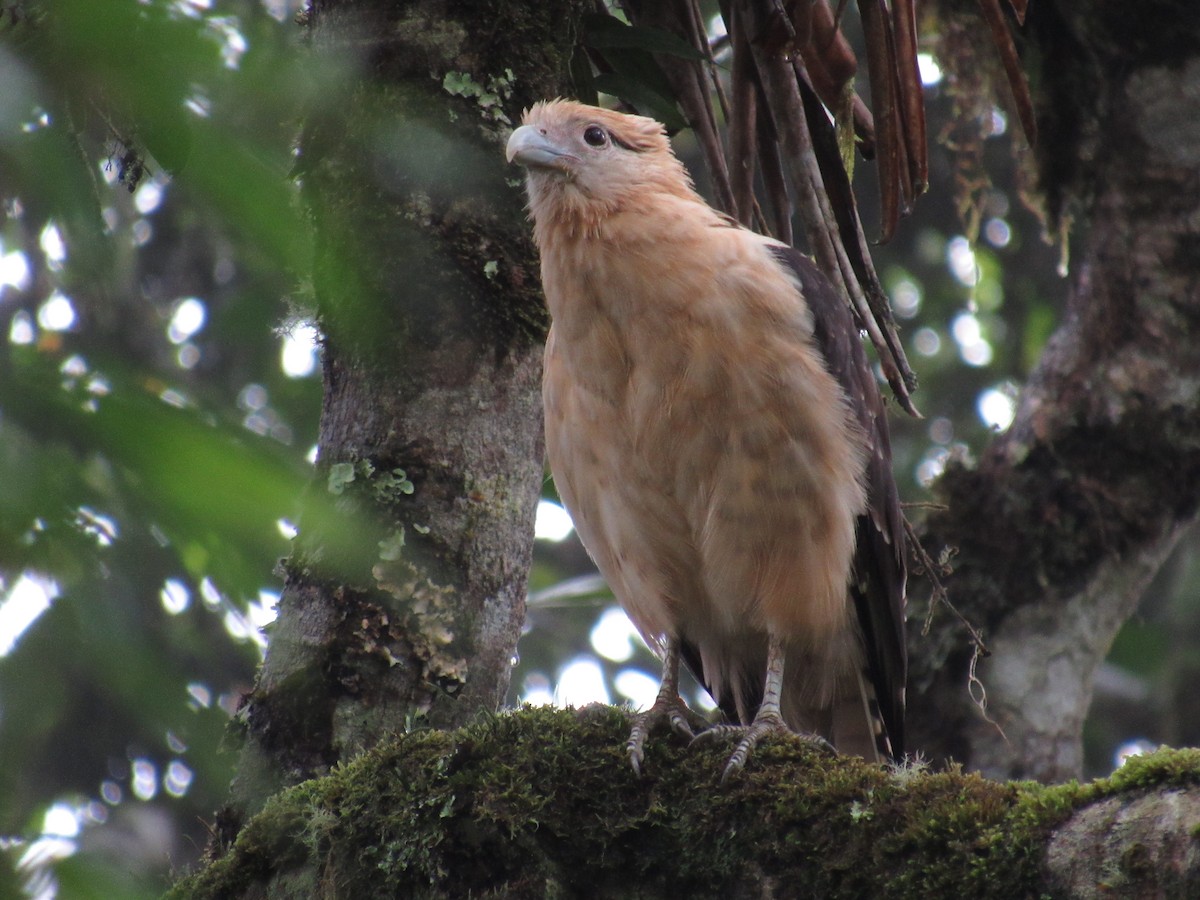 Roadside Hawk - ML549167161