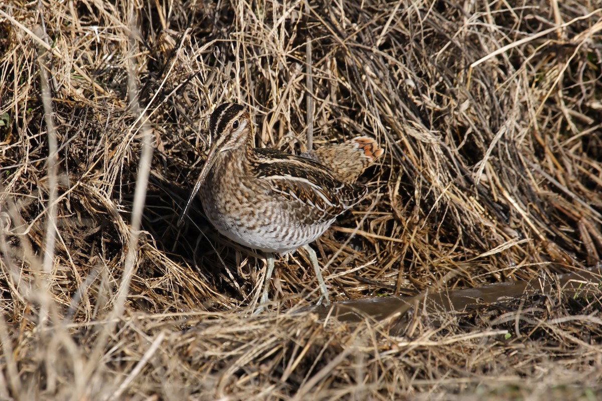 Wilson's Snipe - ML549167461