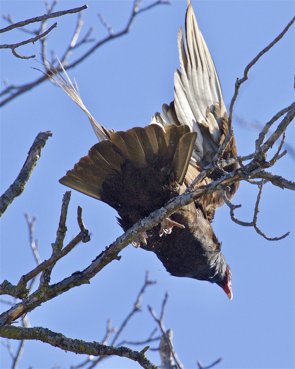 Turkey Vulture - ML549168701