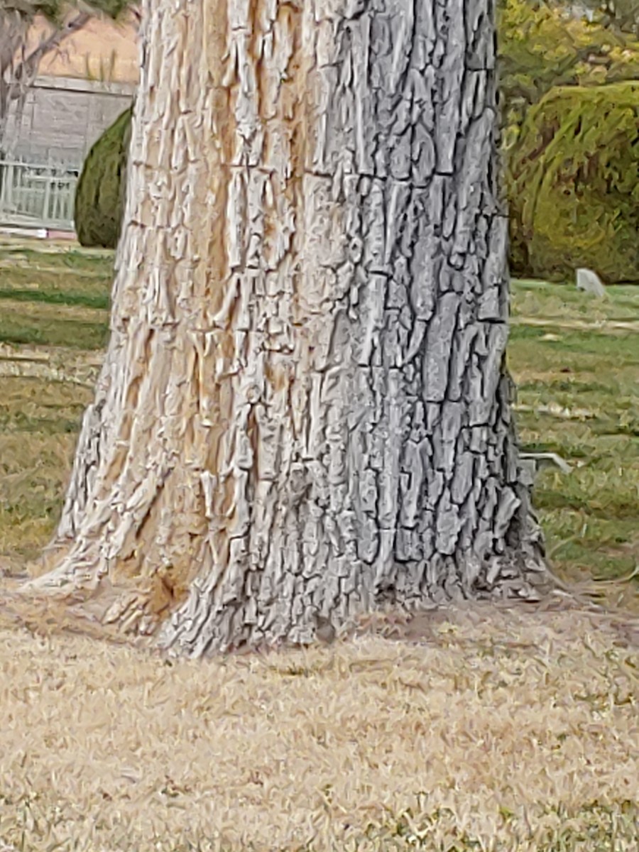 Juniper Titmouse - ML549171071