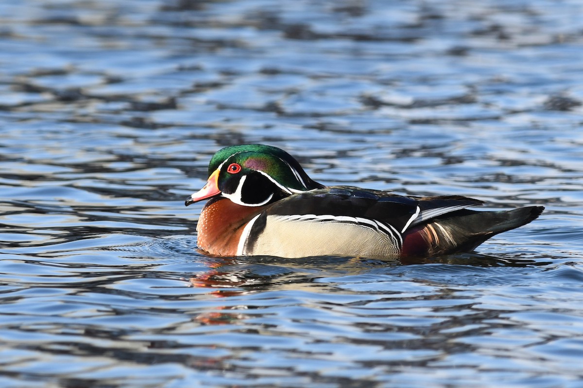 Wood Duck - ML549172541