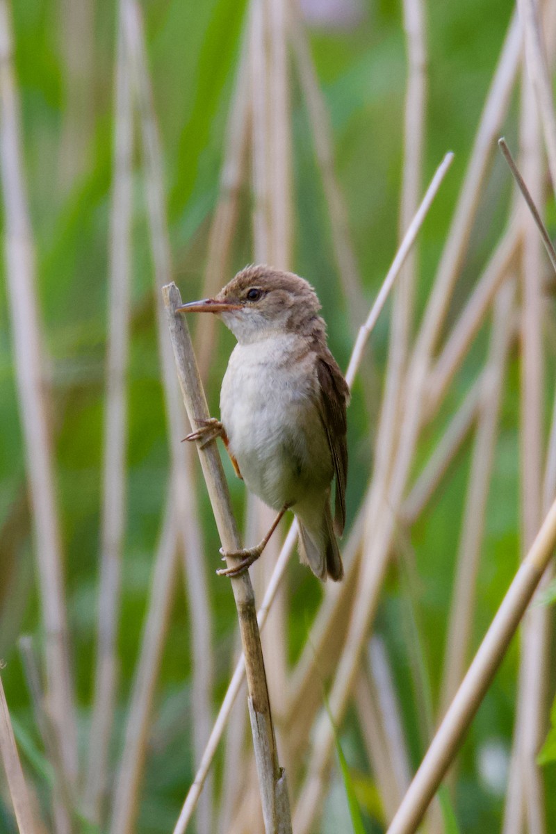 Common Reed Warbler - ML549172551