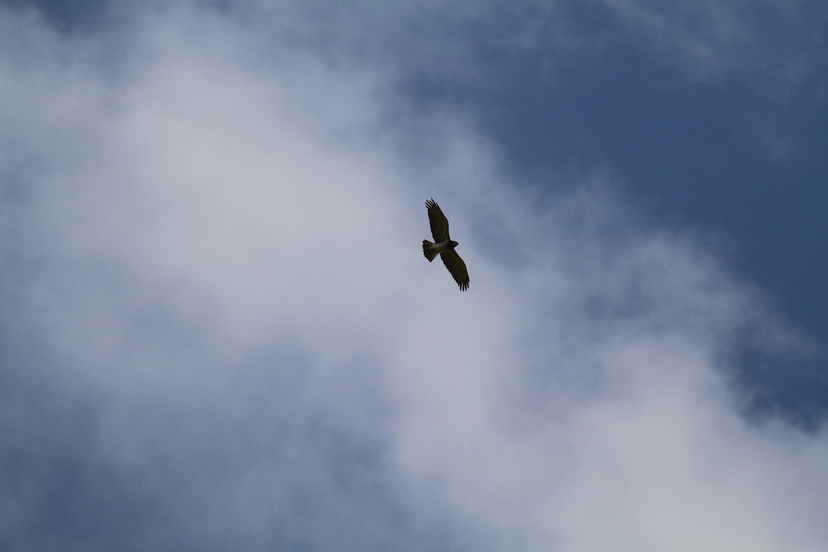 Short-toed Snake-Eagle - ML549172621