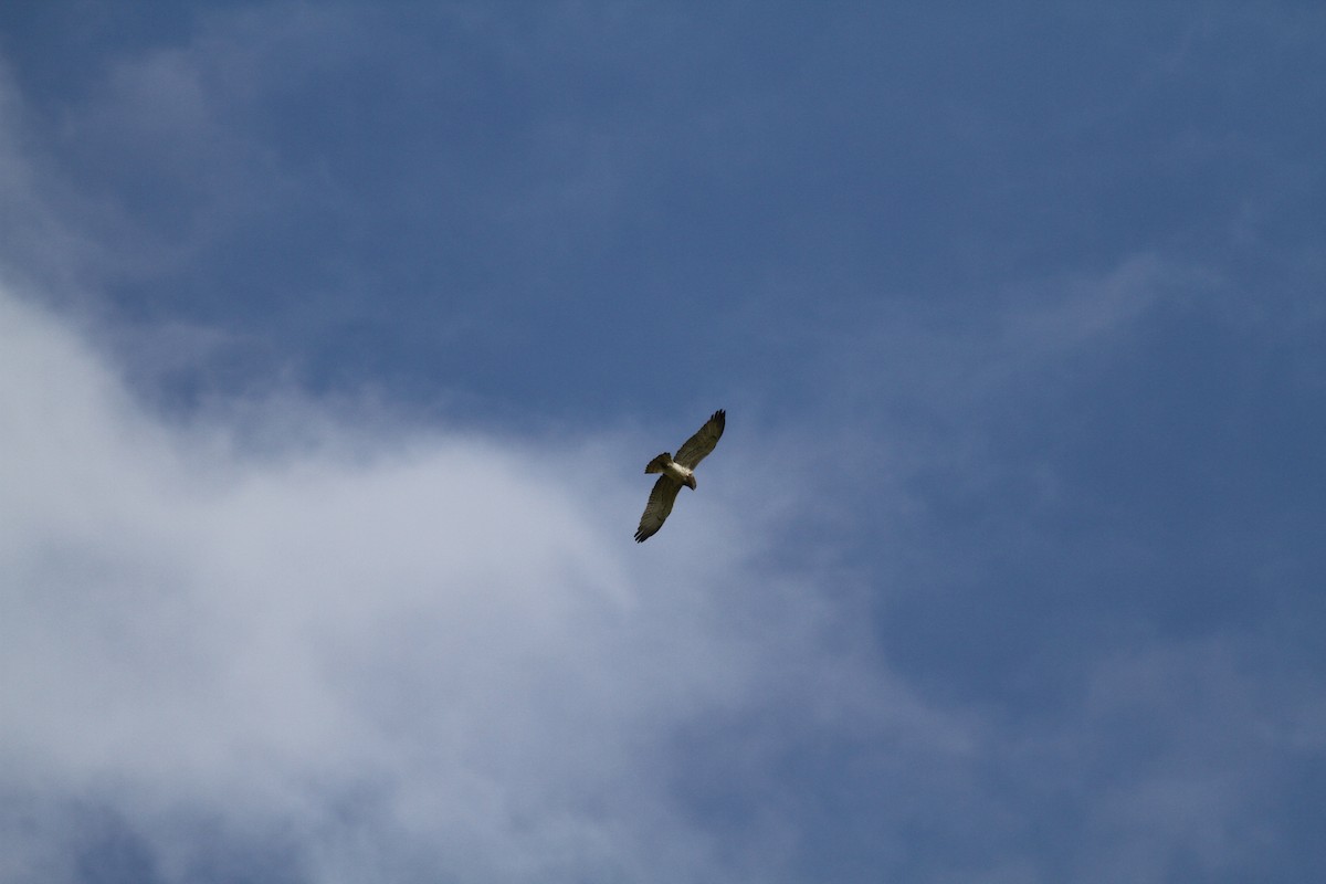 Short-toed Snake-Eagle - ML549172691