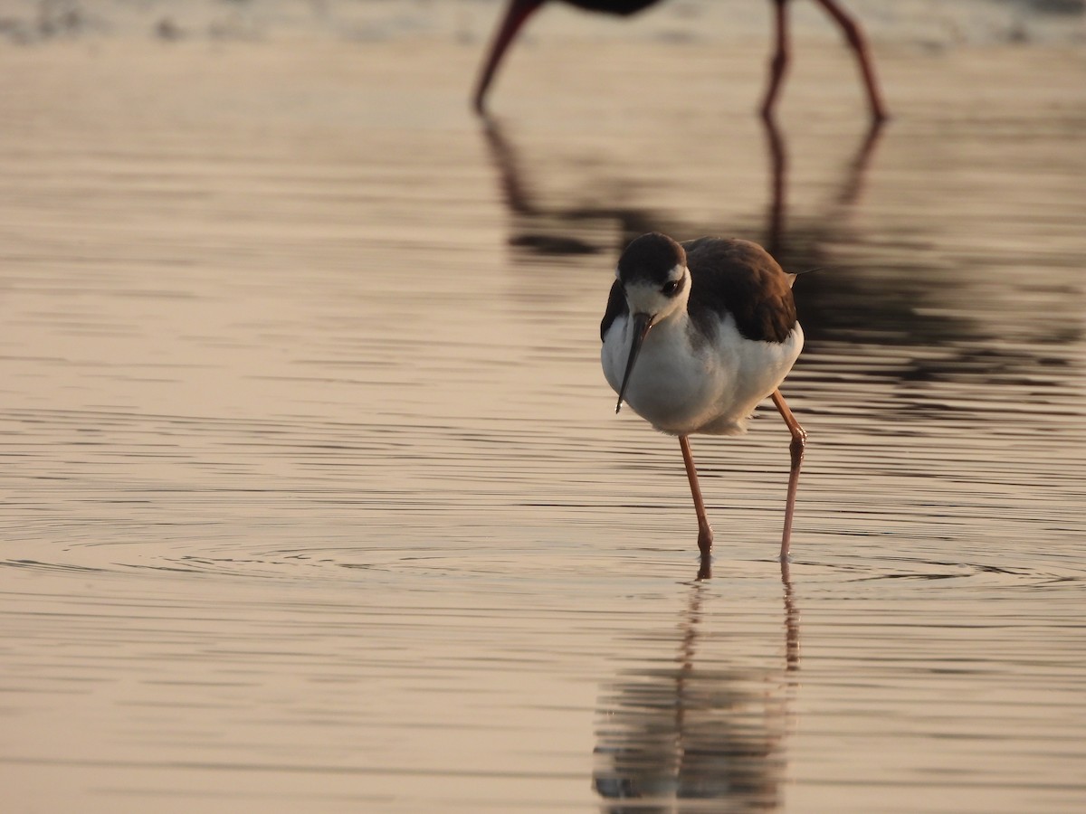 Black-necked Stilt - ML549172711