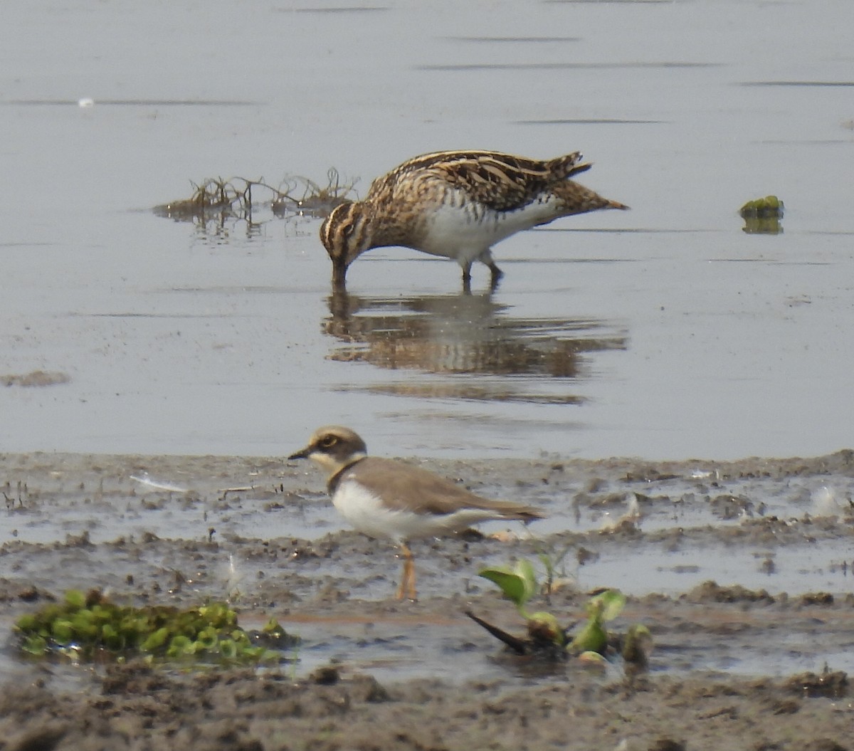 Little Ringed Plover - ML549172951