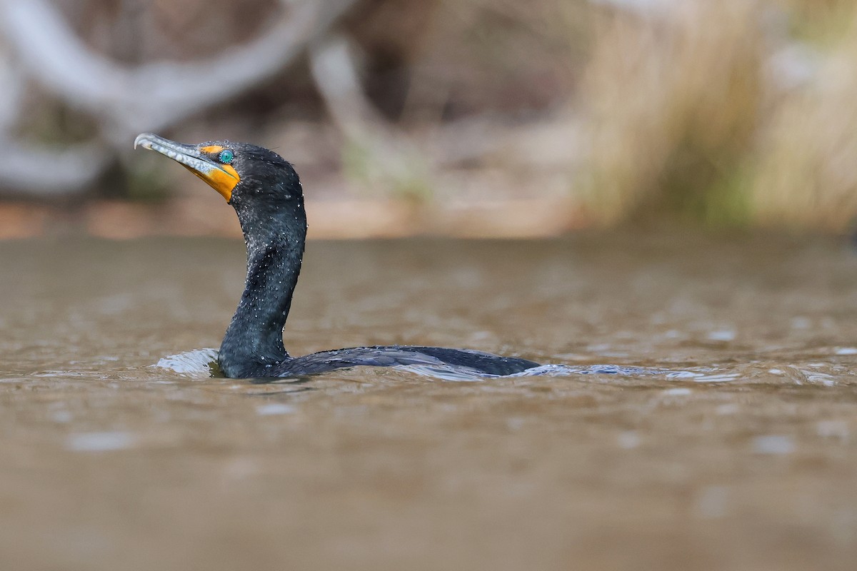 Double-crested Cormorant - Nathan Wall