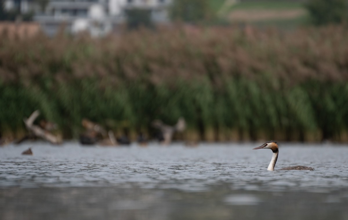 Great Crested Grebe - ML549175051