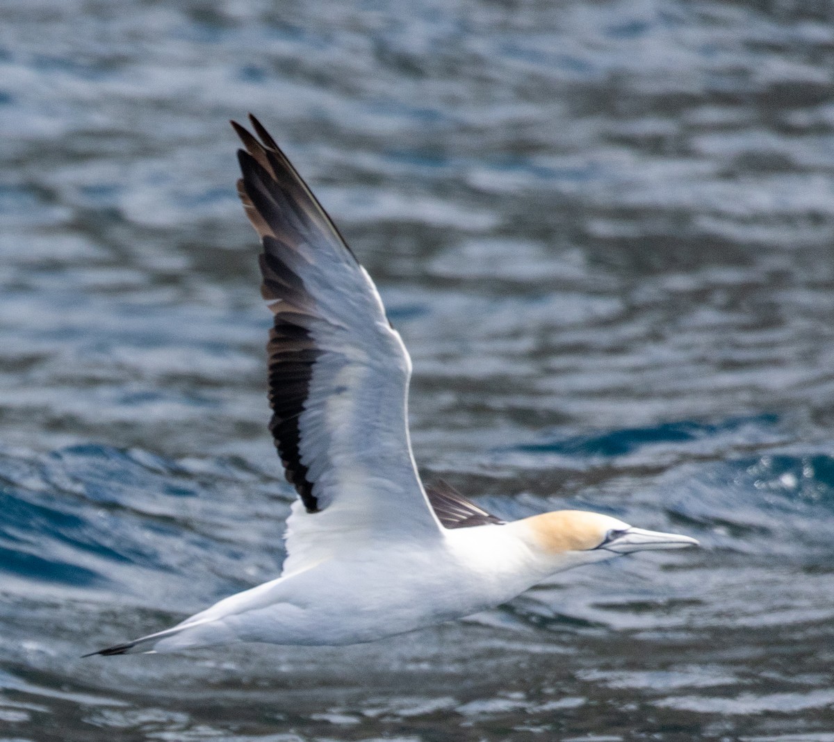 Australasian Gannet - ML549175961