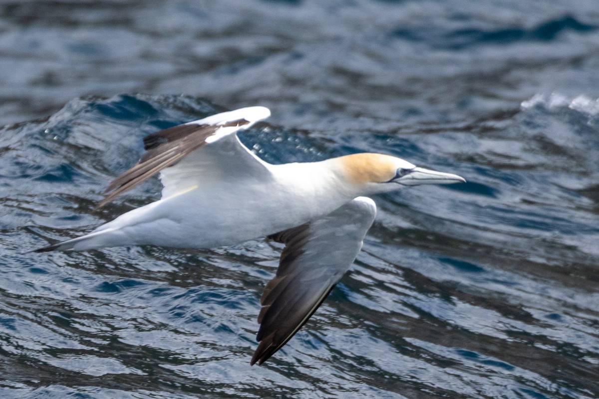 Australasian Gannet - ML549175971