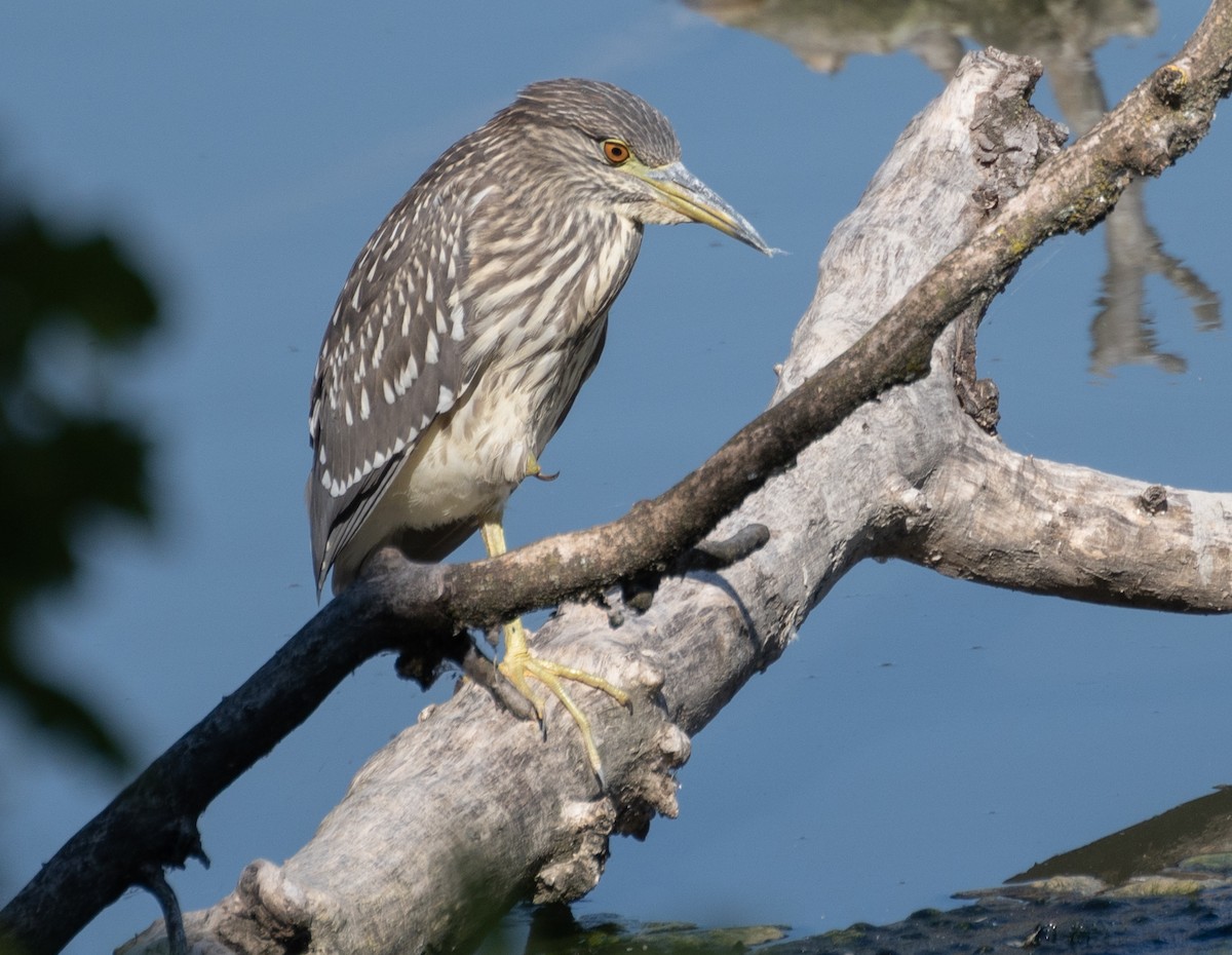 Black-crowned Night Heron - ML549176481