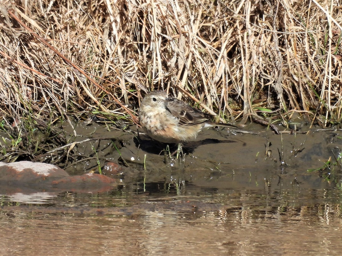 American Pipit - ML549176561