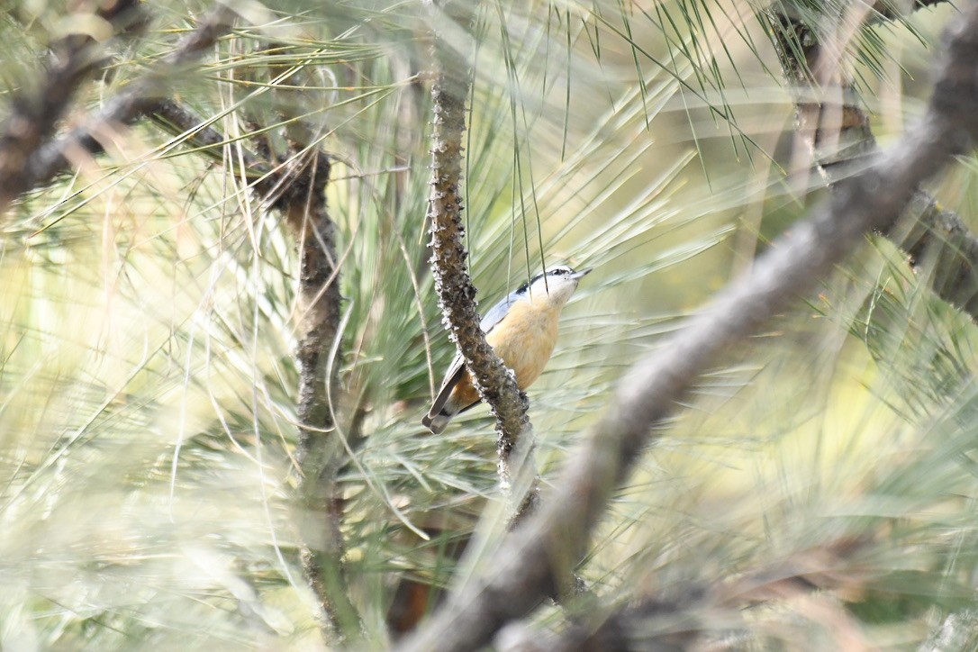 Red-breasted Nuthatch - Jose-Miguel Ponciano