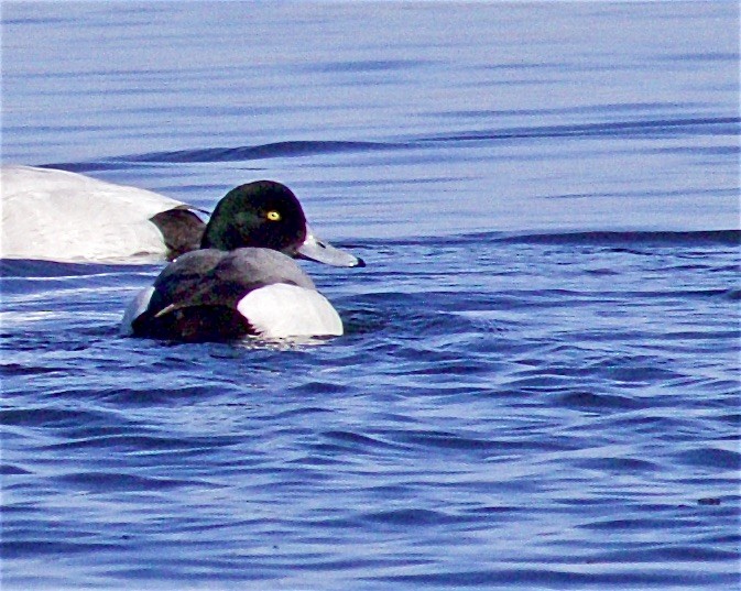 Greater Scaup - ML549177271