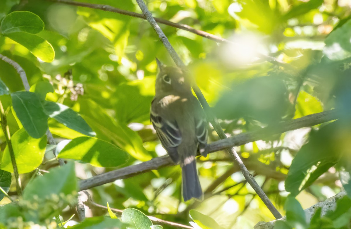 Western Flycatcher (Pacific-slope) - ML549177901
