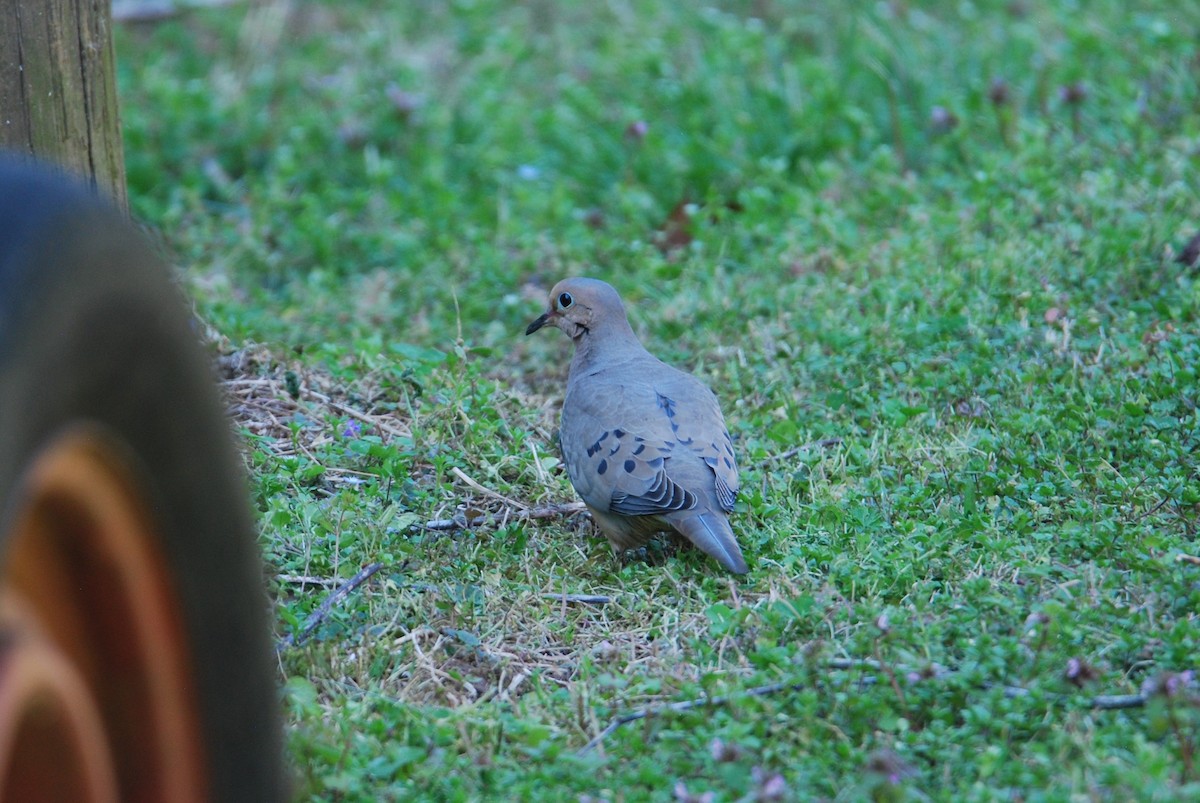 Mourning Dove - ML549178331