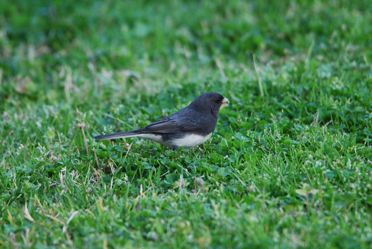 Dark-eyed Junco - ML549178401