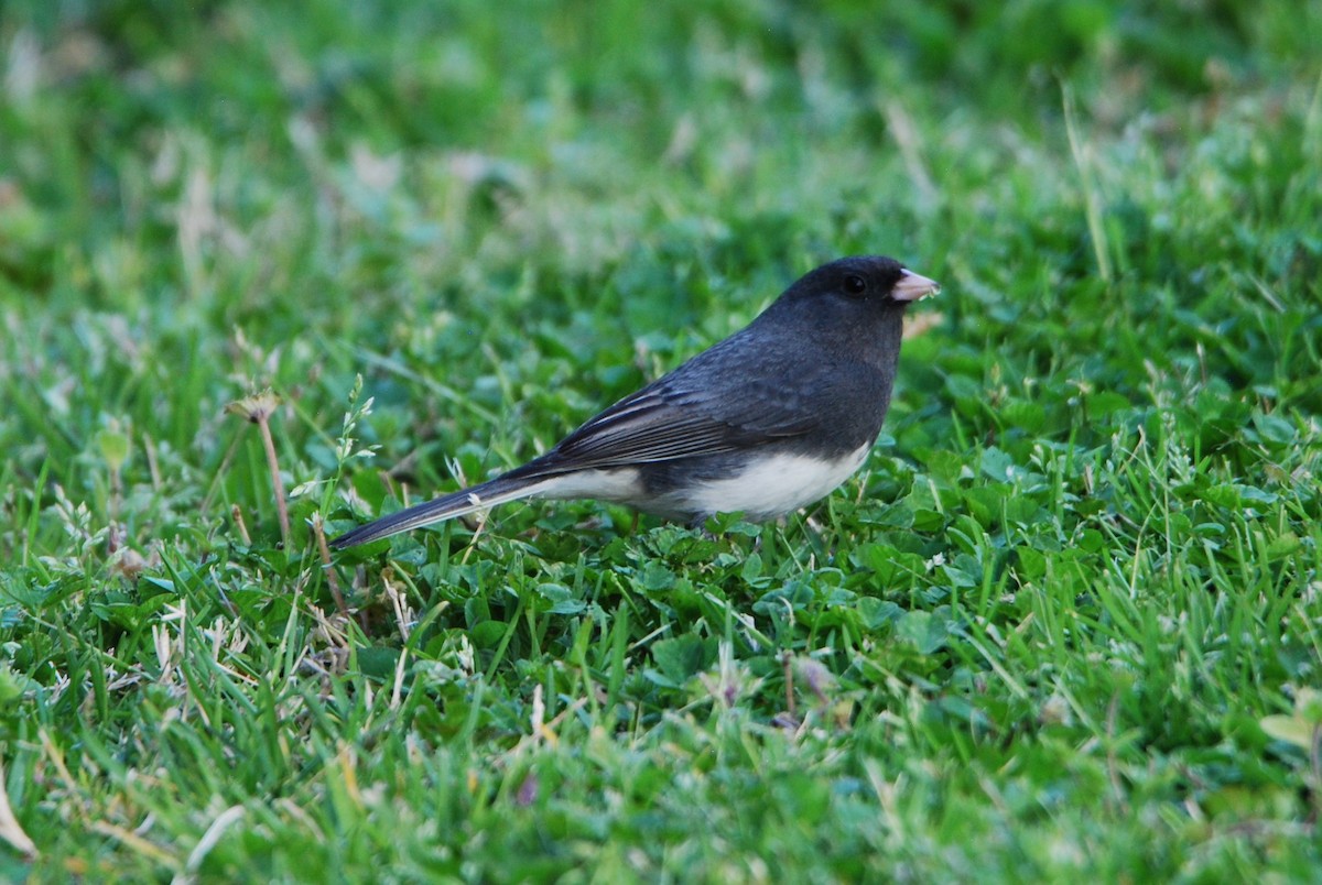 Junco ardoisé - ML549178461