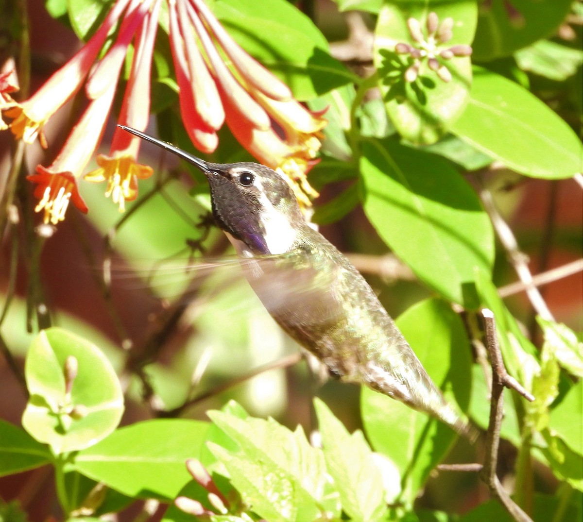 Costa's Hummingbird - ML549178811