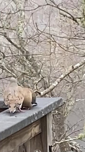 Mourning Dove - ML549179131