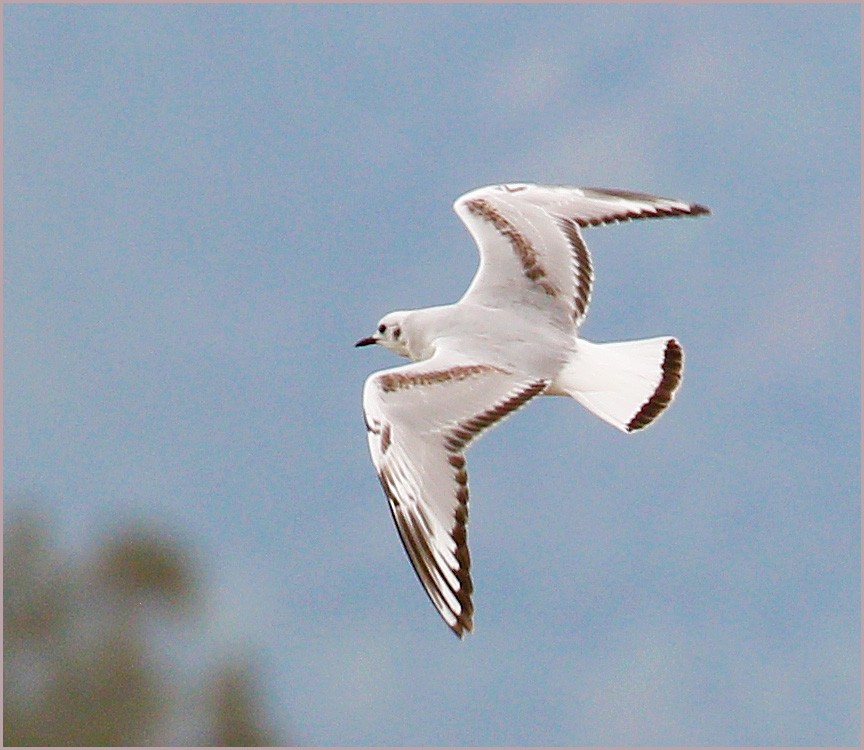 Bonaparte's Gull - ML54917921