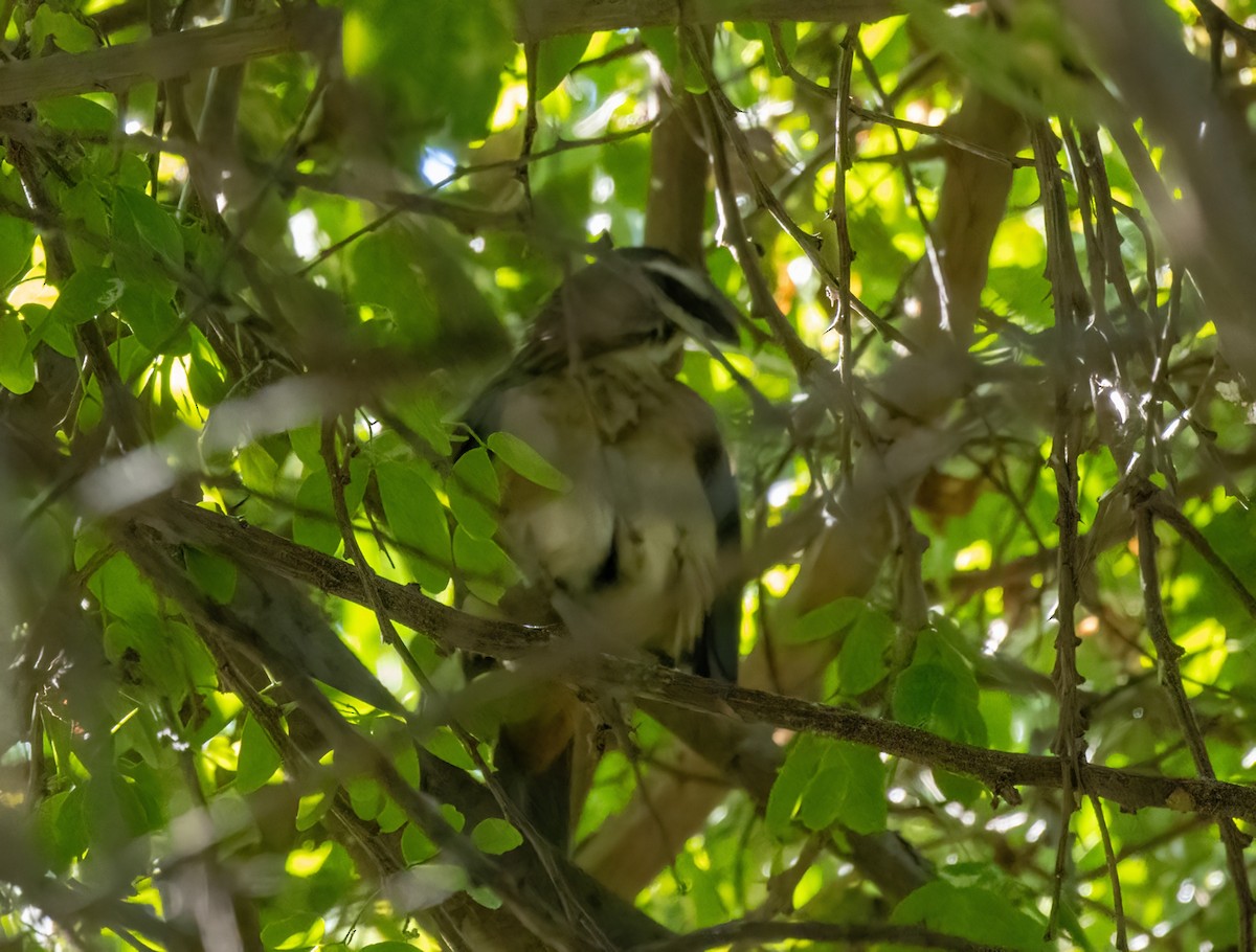 Cinnamon-bellied Saltator - ML549179231