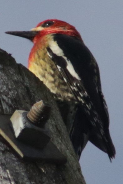 Red-breasted Sapsucker - Bentley Colwill