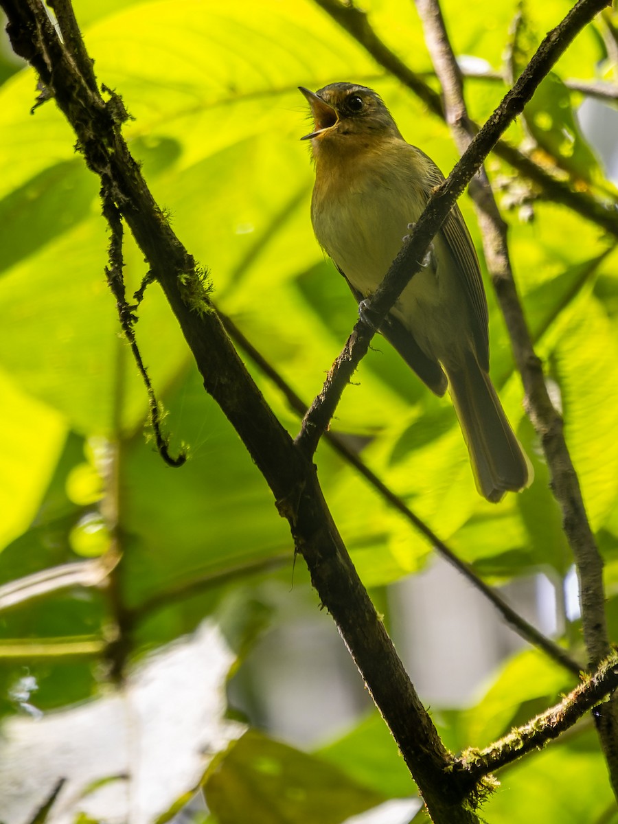 Rufous-breasted Flycatcher - ML549179711