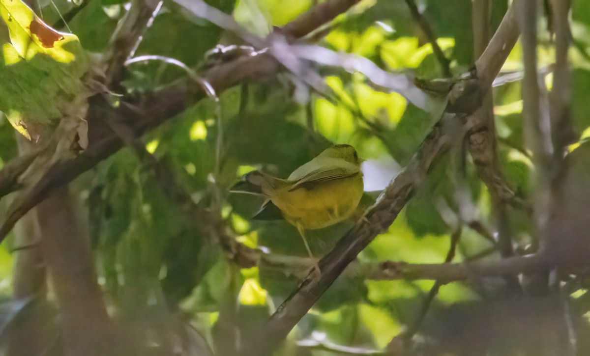 Wilson's Warbler - ML549180801