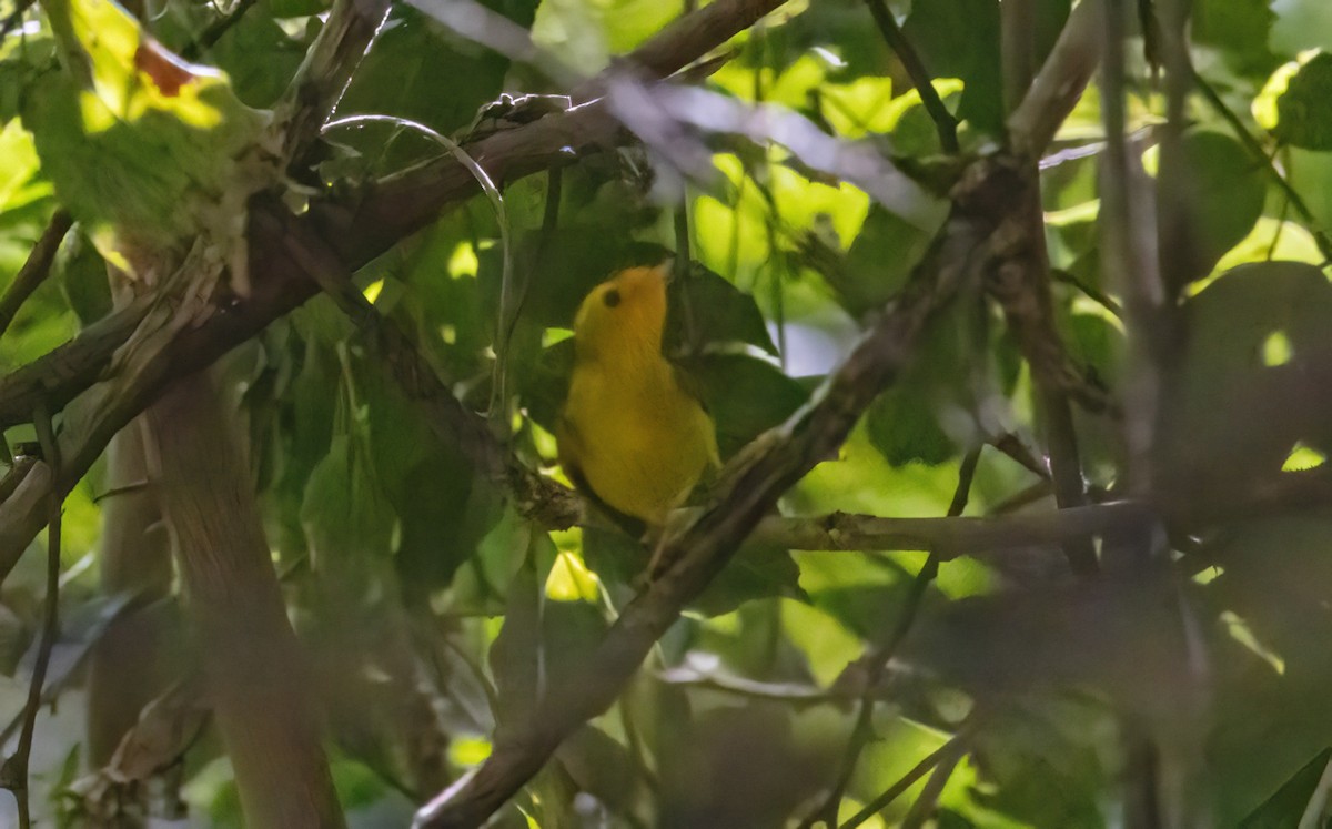 Wilson's Warbler - ML549180811