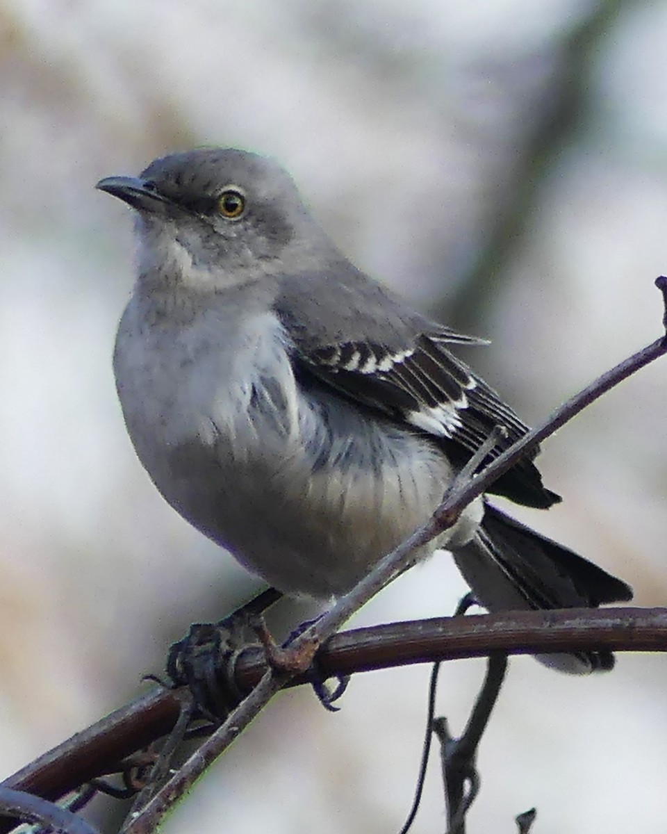 Northern Mockingbird - ML549180861