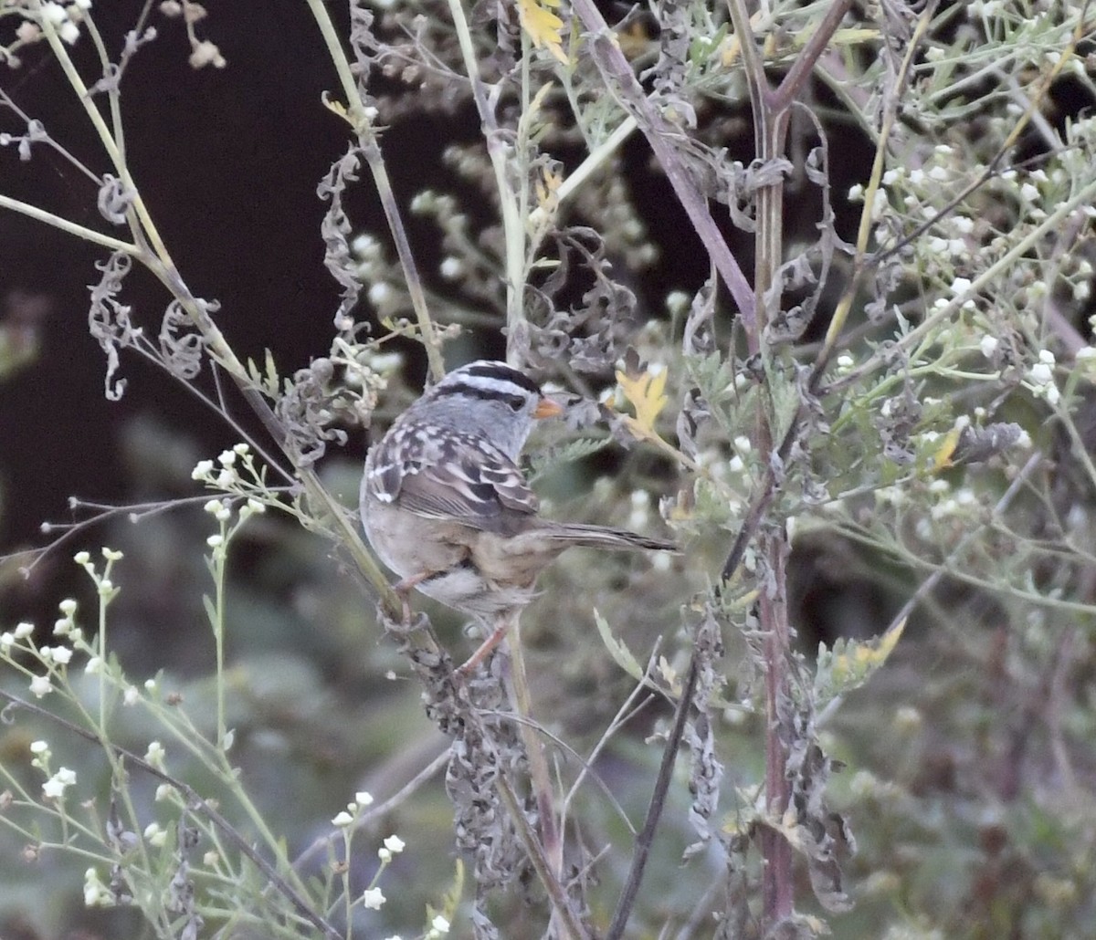 White-crowned Sparrow - Suzanne Zuckerman