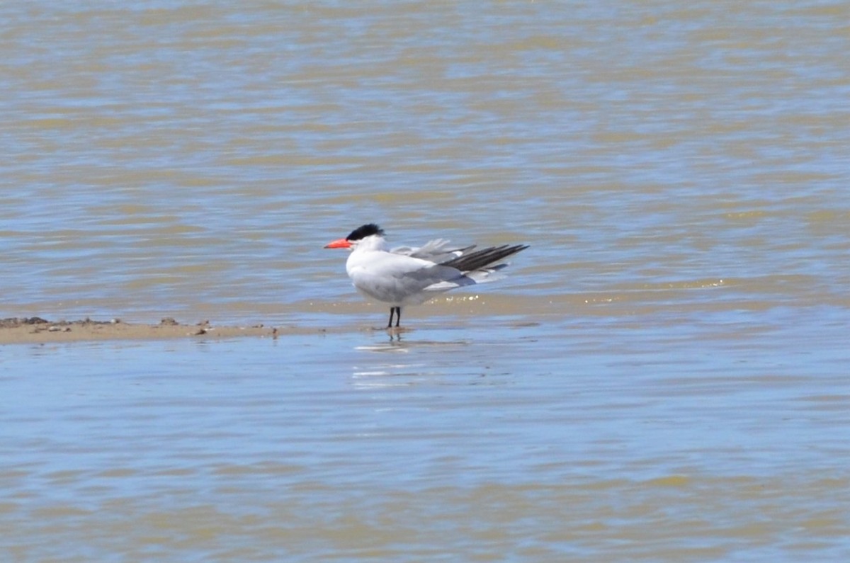 Caspian Tern - ML549181961