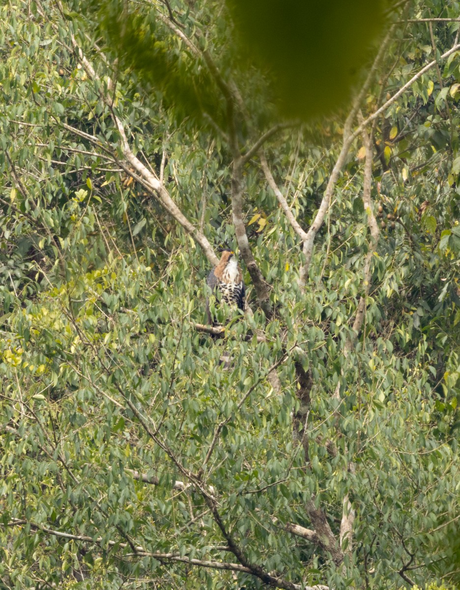 Ornate Hawk-Eagle - ML549182901