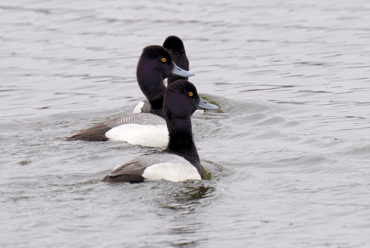 Lesser Scaup - Dennis Mersky