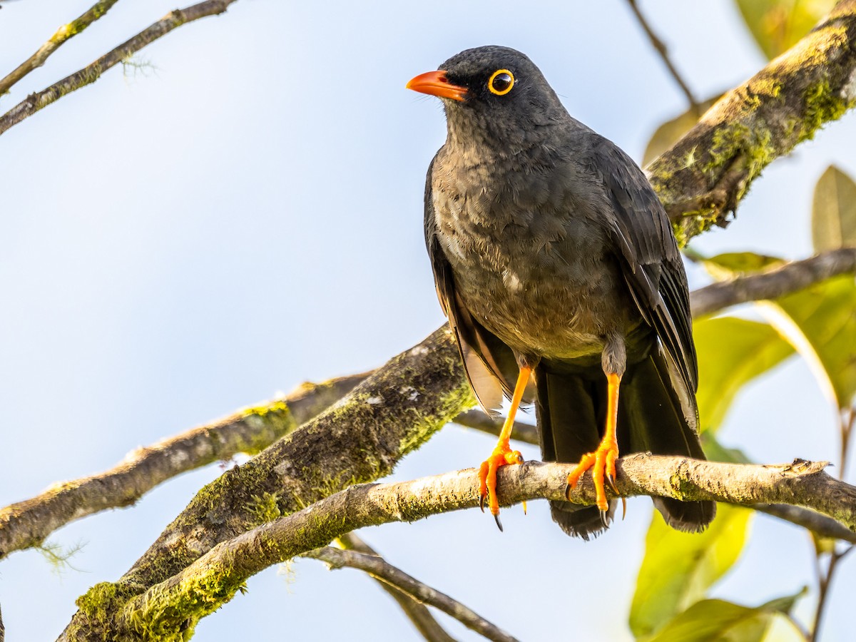 Great Thrush - Tim Ludwick