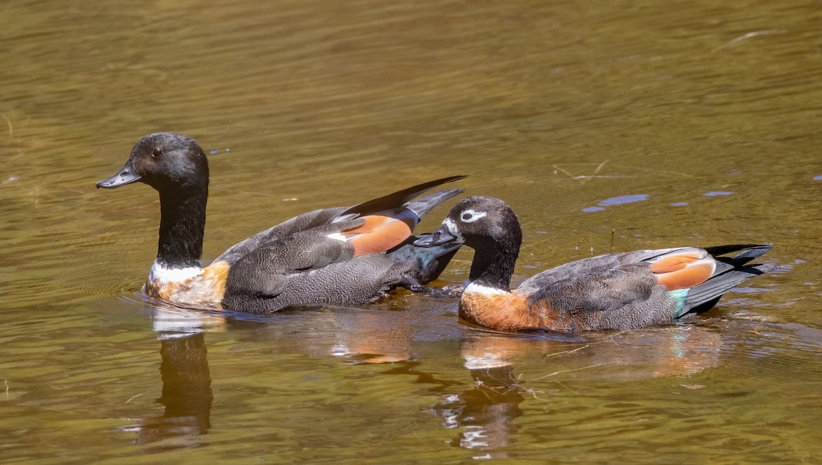 Australian Shelduck - ML549184201