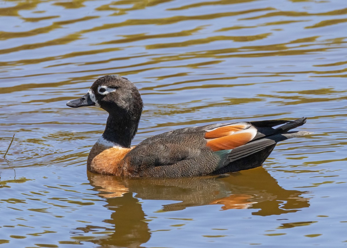 Australian Shelduck - ML549184211