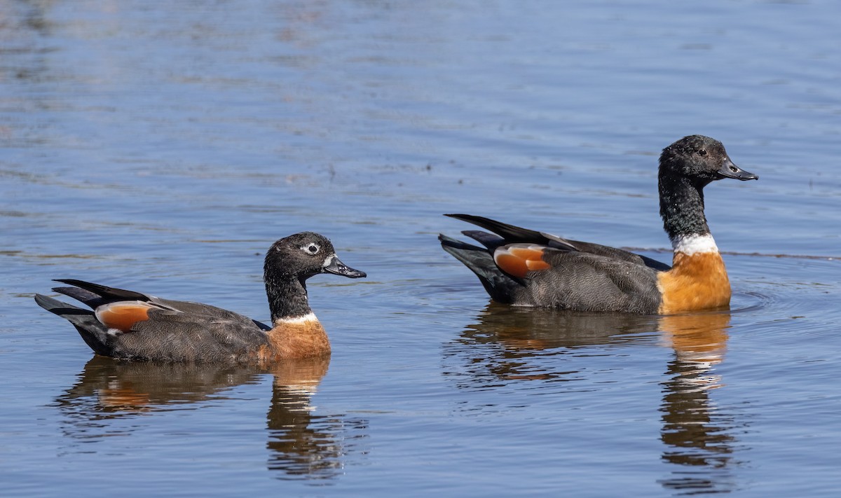 Australian Shelduck - ML549184221